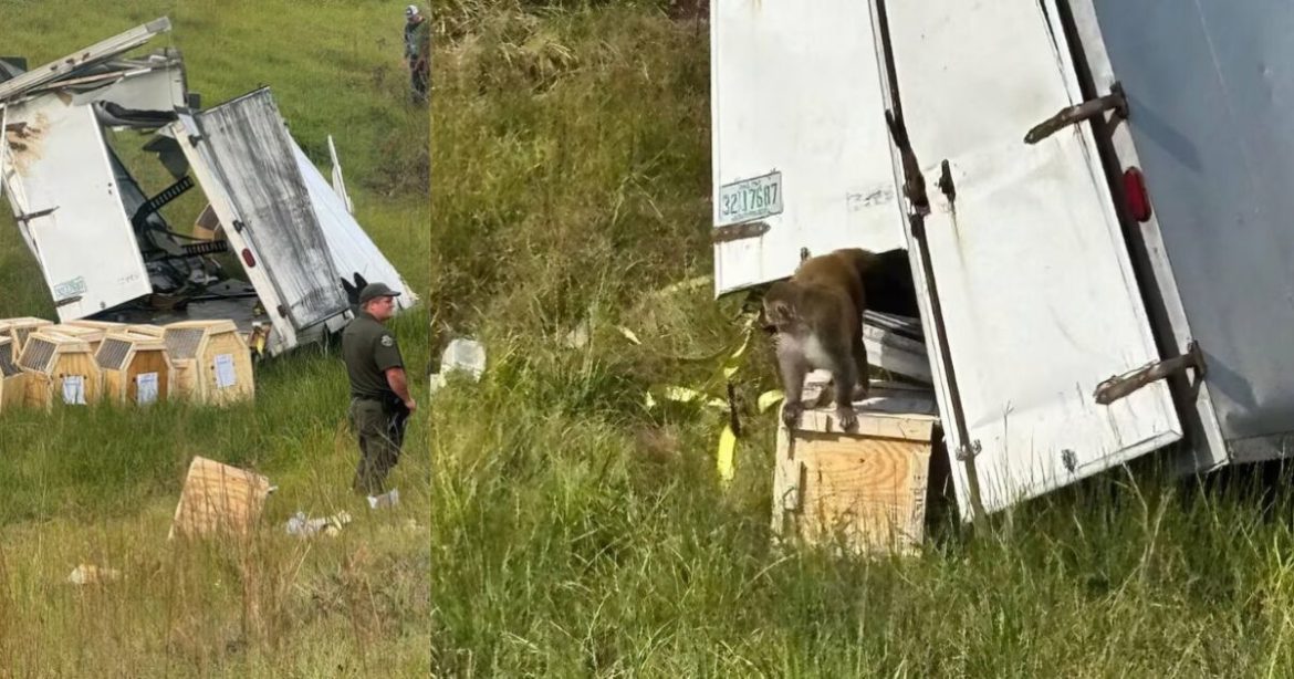 Fauci-Funded Tulane Primate Lab at Center of Mississippi Crash, Three Monkeys Still Missing (VIDEOS)